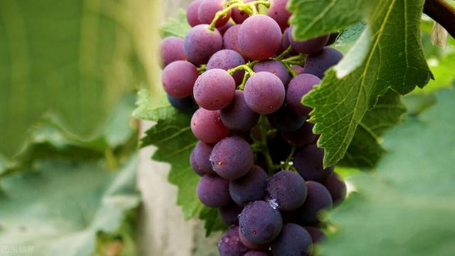 巨峰葡萄种植技术