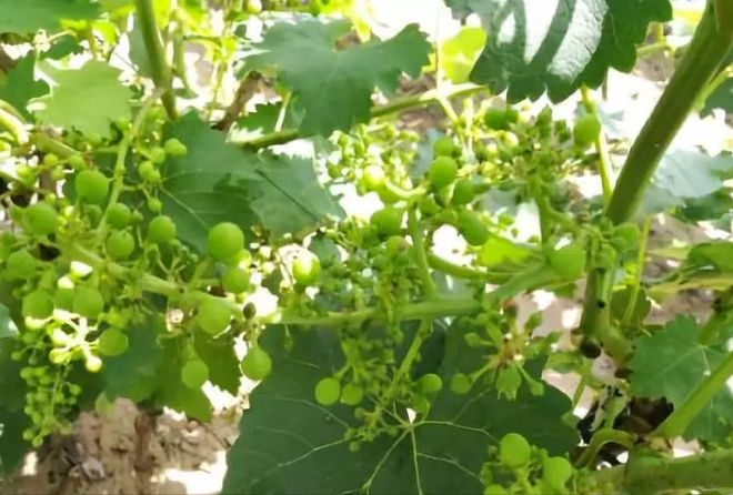 巨峰葡萄种植技术