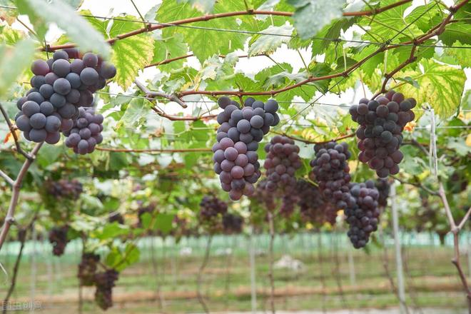 巨峰葡萄种植技术