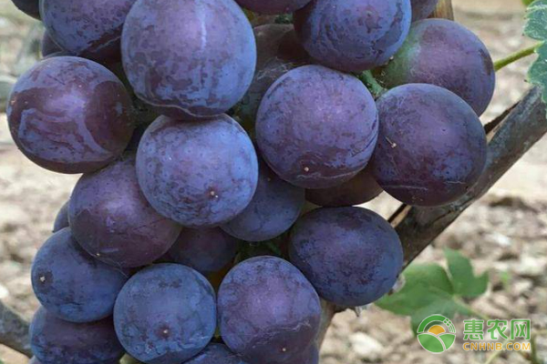 Great peak grape cultivation technology