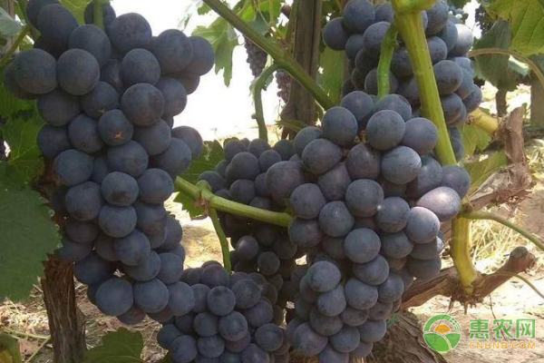 Great peak grape cultivation technology