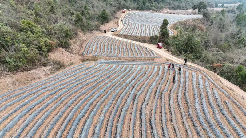 中药材桔梗种植技术