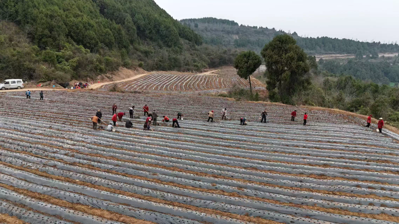 中药材桔梗种植技术