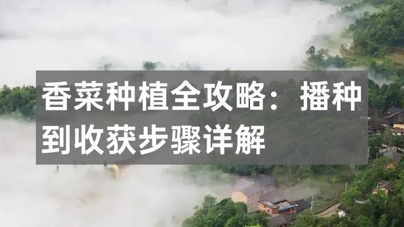 香菜的种植方法和时间