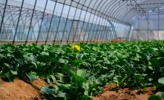 Agricultural vegetable cultivation techniques