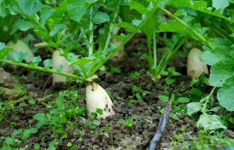 Agricultural vegetable cultivation techniques