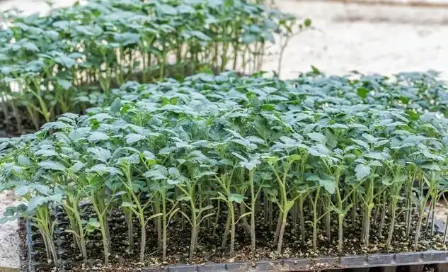 Agricultural vegetable cultivation techniques