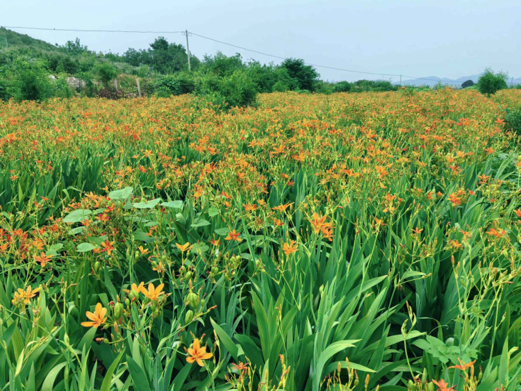 中药材桔梗种植技术