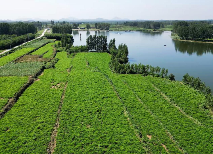 中药材桔梗种植技术