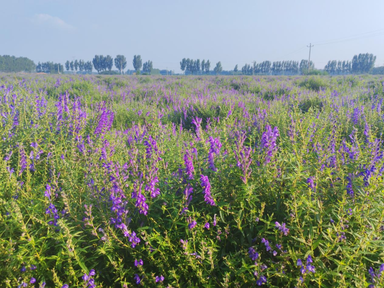 中药材桔梗种植技术