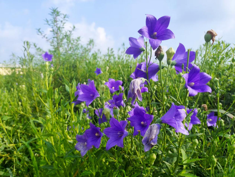 中药材桔梗种植技术