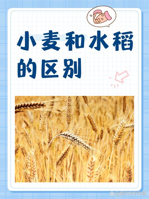 机械化种植技术