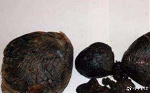 鸦片怎么种植方法