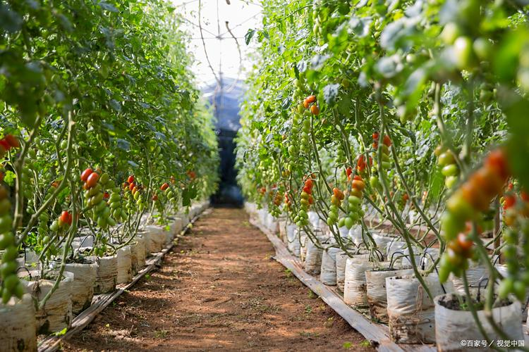Instant tomato cultivation techniques