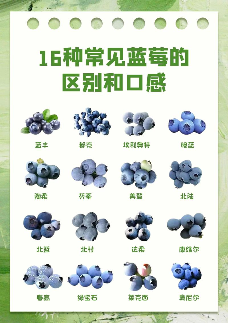 The black pearl blueberry plantation