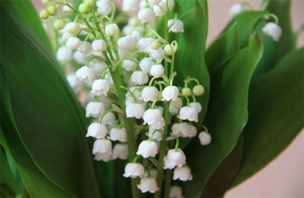 Suzuran planting methods