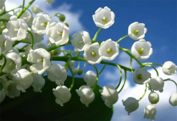 Suzuran planting methods