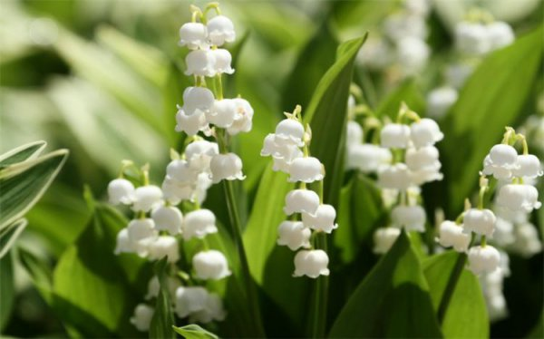 Suzuran planting methods