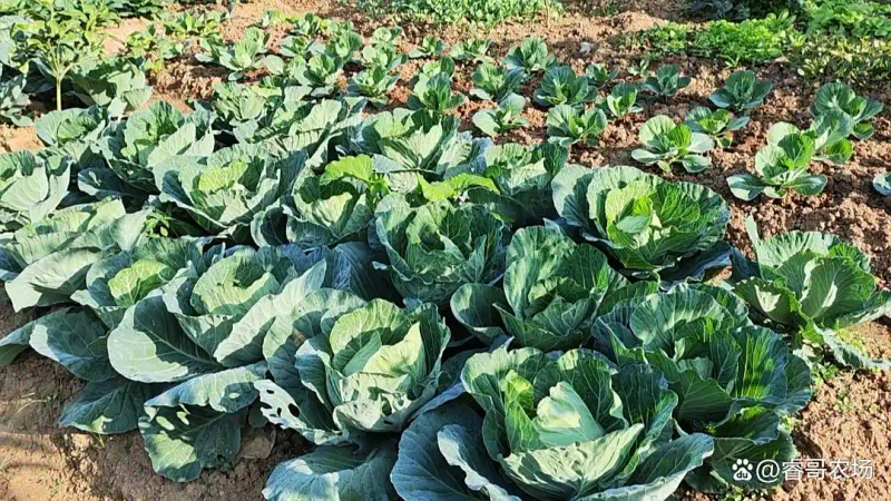 农业蔬菜种植技术