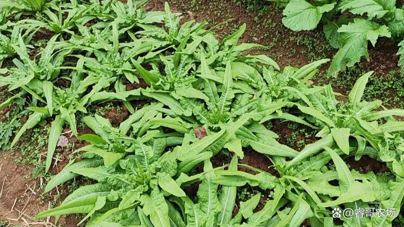 农业蔬菜种植技术