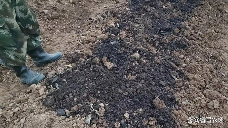 农业蔬菜种植技术