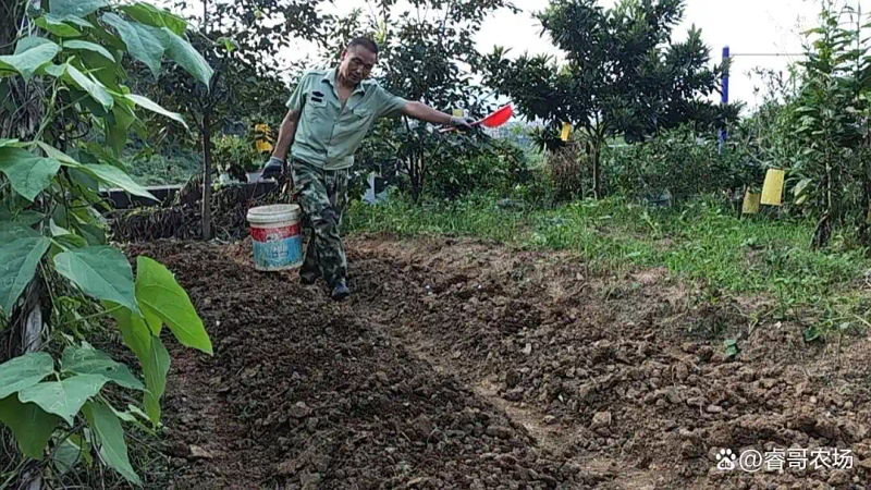 农业蔬菜种植技术