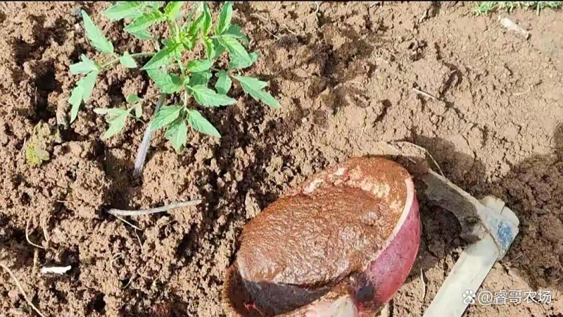 农业蔬菜种植技术