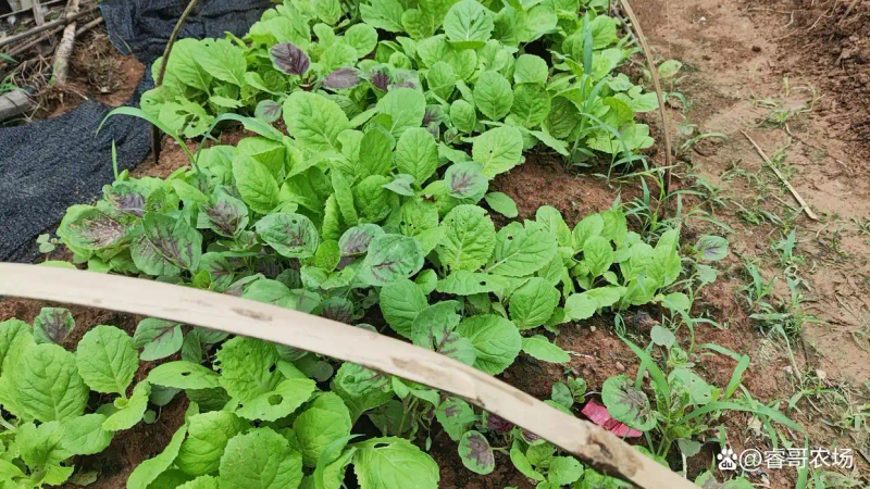 农业蔬菜种植技术