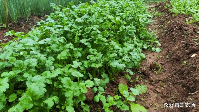 农业蔬菜种植技术