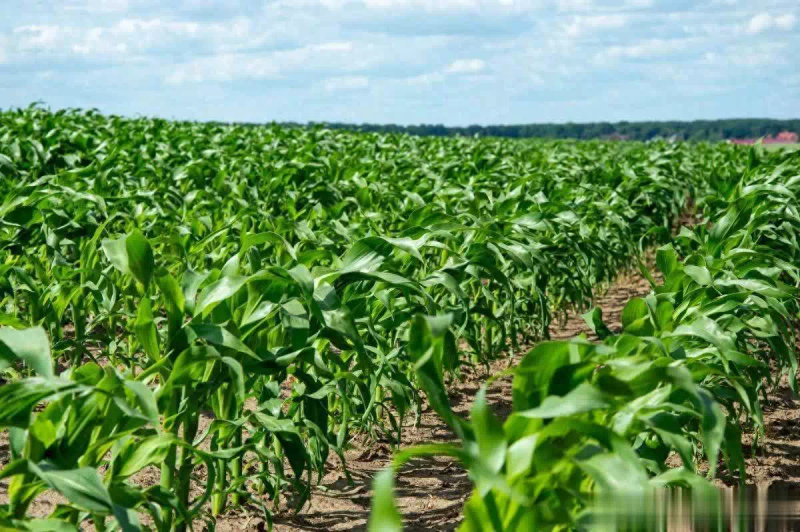 Mechanized planting techniques