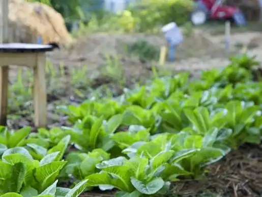 Agricultural vegetable cultivation techniques