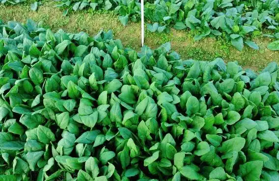 Agricultural vegetable cultivation techniques