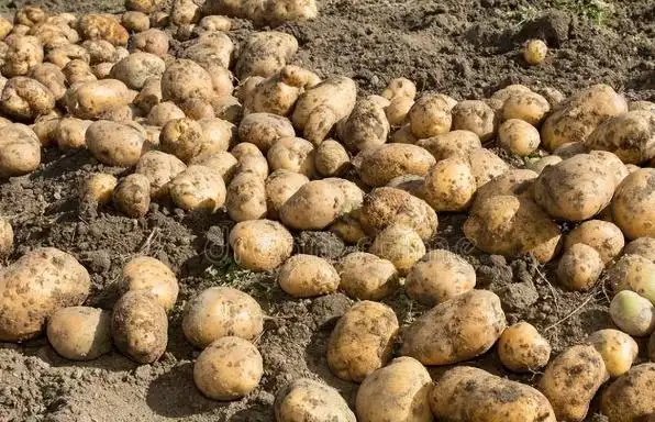 Agricultural vegetable cultivation techniques