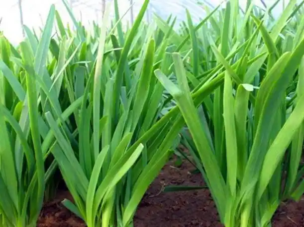 Agricultural vegetable cultivation techniques