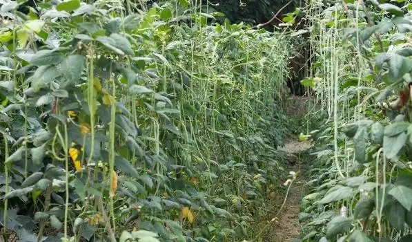 Agricultural vegetable cultivation techniques