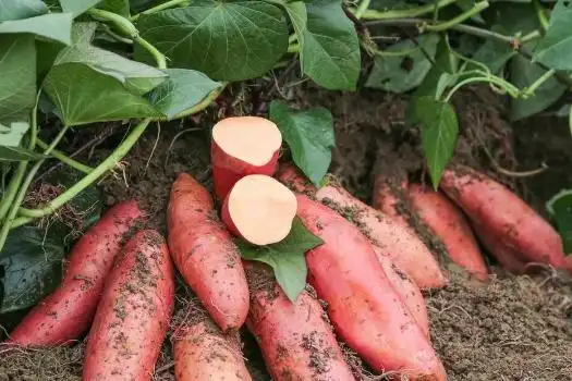 Agricultural vegetable cultivation techniques