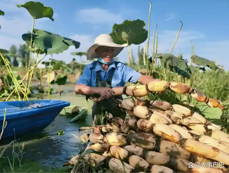 泰国花奇莲藕种植技术