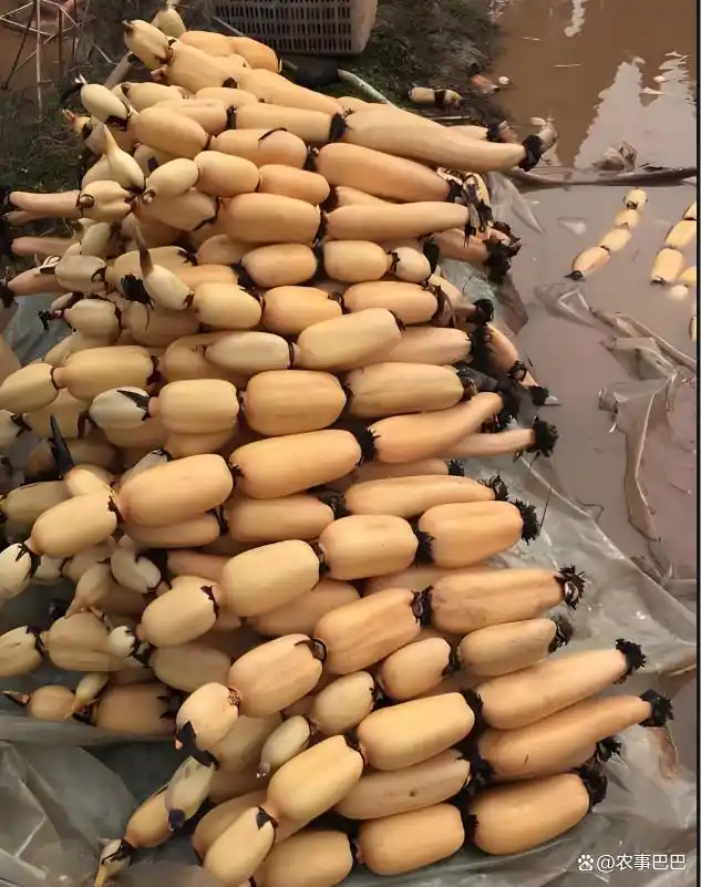 泰国花奇莲藕种植技术