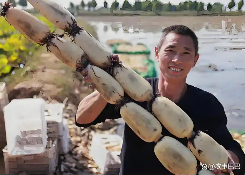 泰国花奇莲藕种植技术