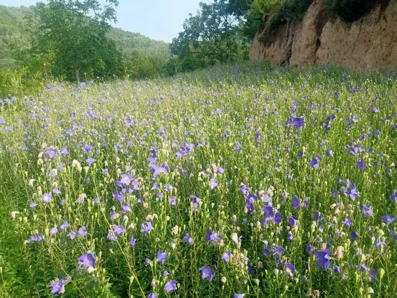 中药材桔梗种植技术
