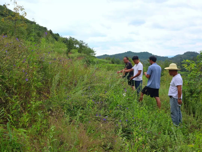 中药材桔梗种植技术