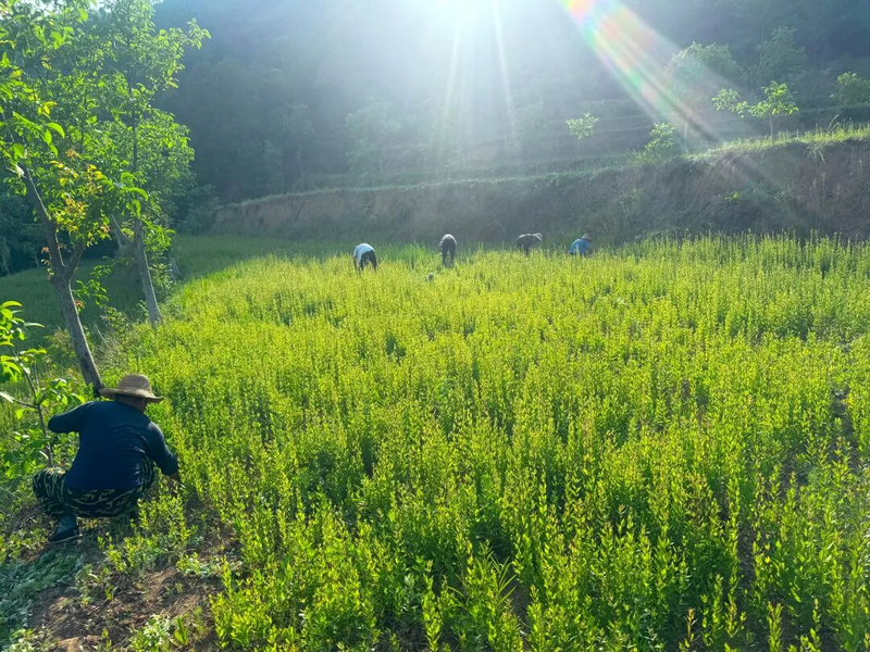 中药材桔梗种植技术
