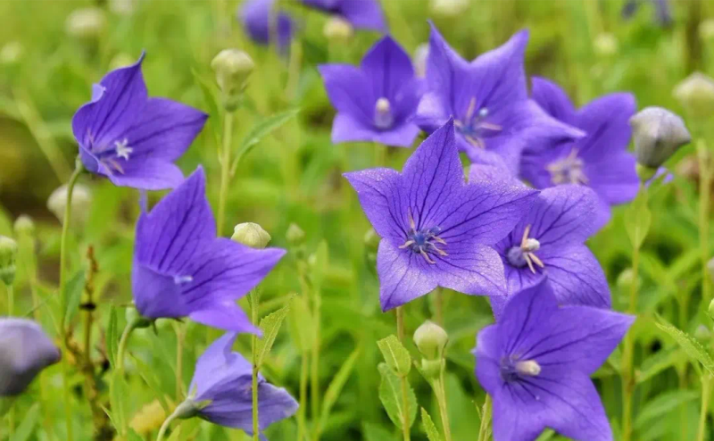 中药材桔梗种植技术