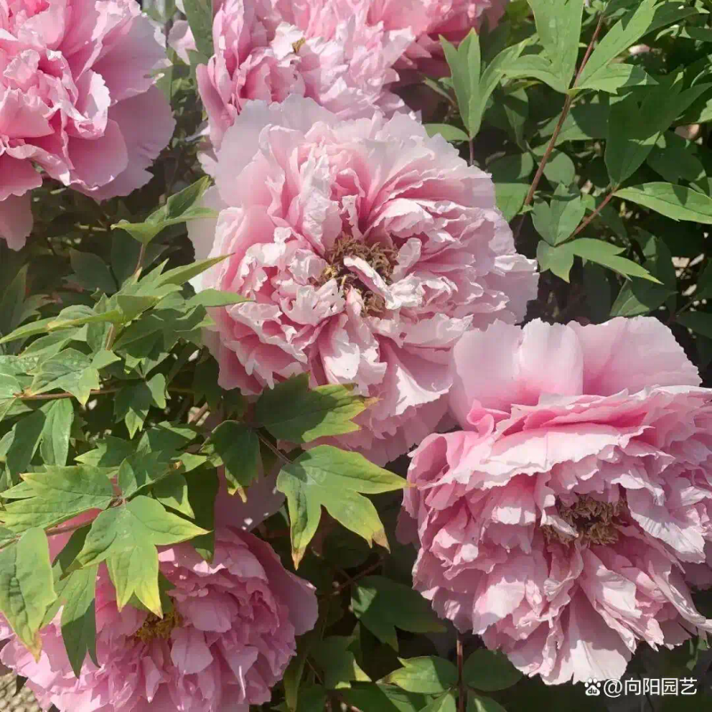 牡丹花种植技术