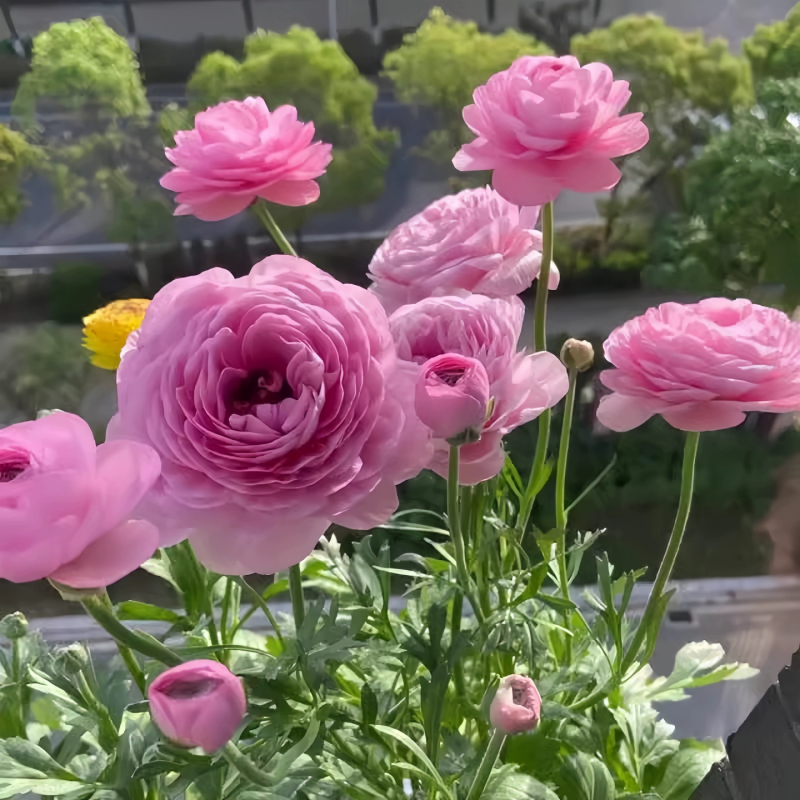 牡丹花种植技术