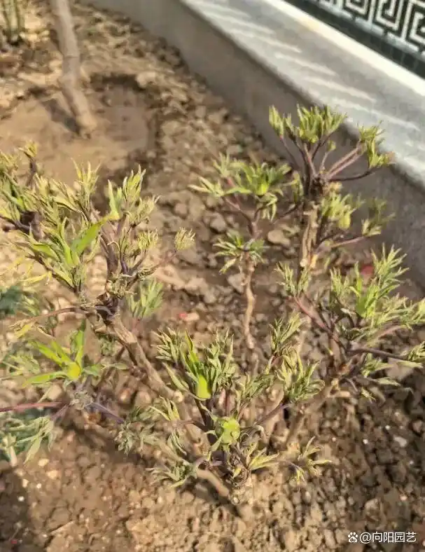 牡丹花种植技术