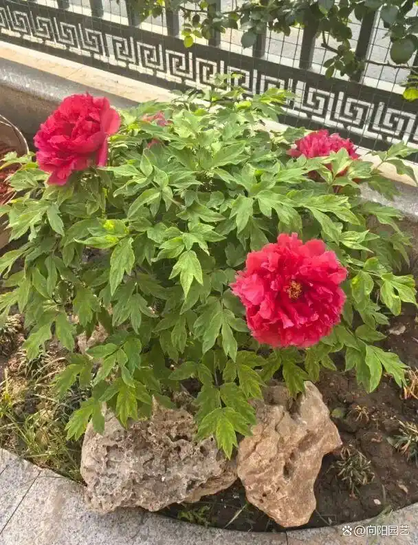 牡丹花种植技术