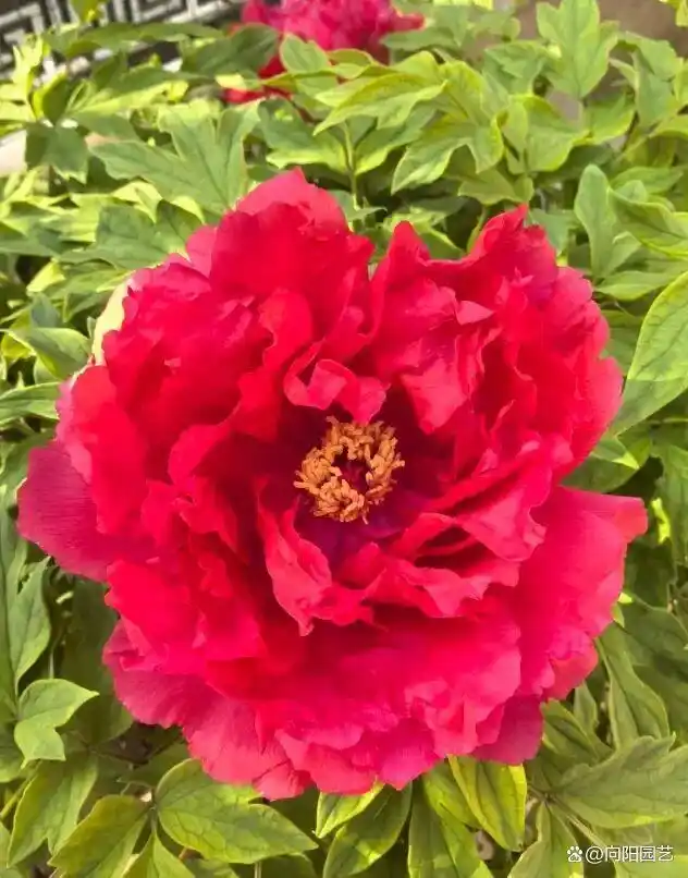 牡丹花种植技术