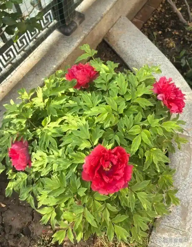 牡丹花种植技术