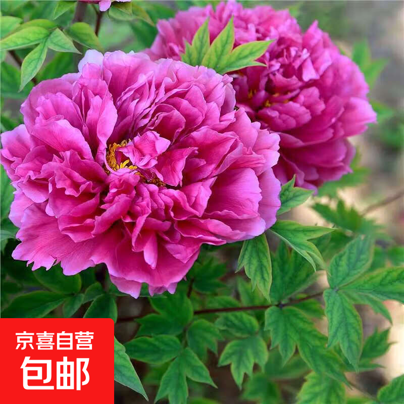 牡丹花种植技术